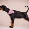 Doberman Pinscher Doberman puppies