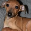 Italian Greyhound Italian Greyhound puppies