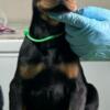 Doberman Pinscher Doberman puppies