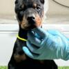 Doberman Pinscher Doberman puppies