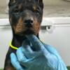 Doberman Pinscher Doberman puppies