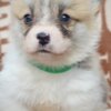 Welsh Corgi, Pembroke Welsh Corgi Pembroke Beautiful Puppies