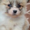 Welsh Corgi, Pembroke Welsh Corgi Pembroke Beautiful Puppies