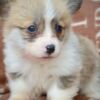 Welsh Corgi, Pembroke Welsh Corgi Pembroke Beautiful Puppies
