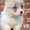 Welsh Corgi, Pembroke Welsh Corgi Pembroke Beautiful Puppies