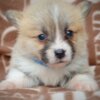 Welsh Corgi, Pembroke Welsh Corgi Pembroke Beautiful Puppies