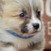 Welsh Corgi, Pembroke Welsh Corgi Pembroke Beautiful Puppies