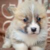 Welsh Corgi, Pembroke Welsh Corgi Pembroke Beautiful Puppies