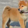 Shiba Inu Shiba Inu puppies