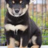Shiba Inu Shiba Inu puppies