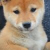 Shiba Inu Shiba Inu puppies