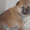 Shiba Inu Shiba Inu puppies