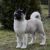 American Akita American Akita puppies