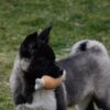 American Akita American Akita puppies