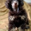 Poodle Black and Tan, Chocolate and Tan Toy Poodle puppies