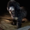 Poodle Black and Tan, Chocolate and Tan Toy Poodle puppies