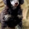 Poodle Black and Tan, Chocolate and Tan Toy Poodle puppies