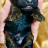 Poodle Black and Tan, Chocolate and Tan Toy Poodle puppies