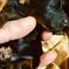 Poodle Black and Tan, Chocolate and Tan Toy Poodle puppies