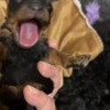 Poodle Black and Tan, Chocolate and Tan Toy Poodle puppies