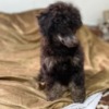 Poodle Black and Tan, Chocolate and Tan Toy Poodle puppies