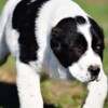 Central Asian Shepherd Dog Central Asian Shepherd puppies