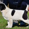 Central Asian Shepherd Dog Central Asian Shepherd puppies