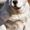 Central Asian Shepherd Dog Central Asian Shepherd puppies
