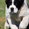 Central Asian Shepherd Dog Central Asian Shepherd puppies