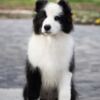 Border Collie Border Collie puppies