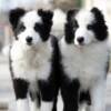 Border Collie Border Collie puppies