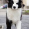 Border Collie Border Collie puppies