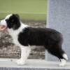 Border Collie Border Collie puppies