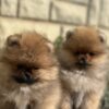 Pomeranian Pomeranian Spitz puppies