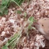 Hamster Syrian Hamster