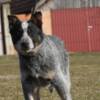 Australian Cattle Dog Australian Cattle Dog Puppies