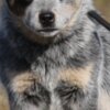 Australian Cattle Dog Australian Cattle Dog Puppies