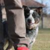 Australian Cattle Dog Australian Cattle Dog Puppies