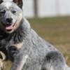 Australian Cattle Dog Australian Cattle Dog Puppies