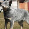 Australian Cattle Dog Australian Cattle Dog Puppies