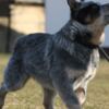 Australian Cattle Dog Australian Cattle Dog Puppies