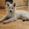 White Shepherd White Swiss Shepherd Dog Puppies