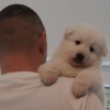 White Shepherd White Swiss Shepherd Dog Puppies