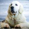Golden Retriever Golden retriever puppies and young dogs for sale