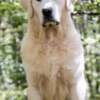 Golden Retriever Golden retriever puppies and young dogs for sale