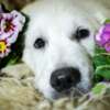 Golden Retriever Golden retriever puppies and young dogs for sale