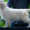 Golden Retriever Golden retriever puppies and young dogs for sale