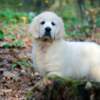 Golden Retriever Golden retriever puppies and young dogs for sale