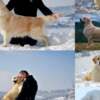 Golden Retriever Golden retriever puppies and young dogs for sale