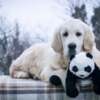 Golden Retriever Golden retriever puppies and young dogs for sale